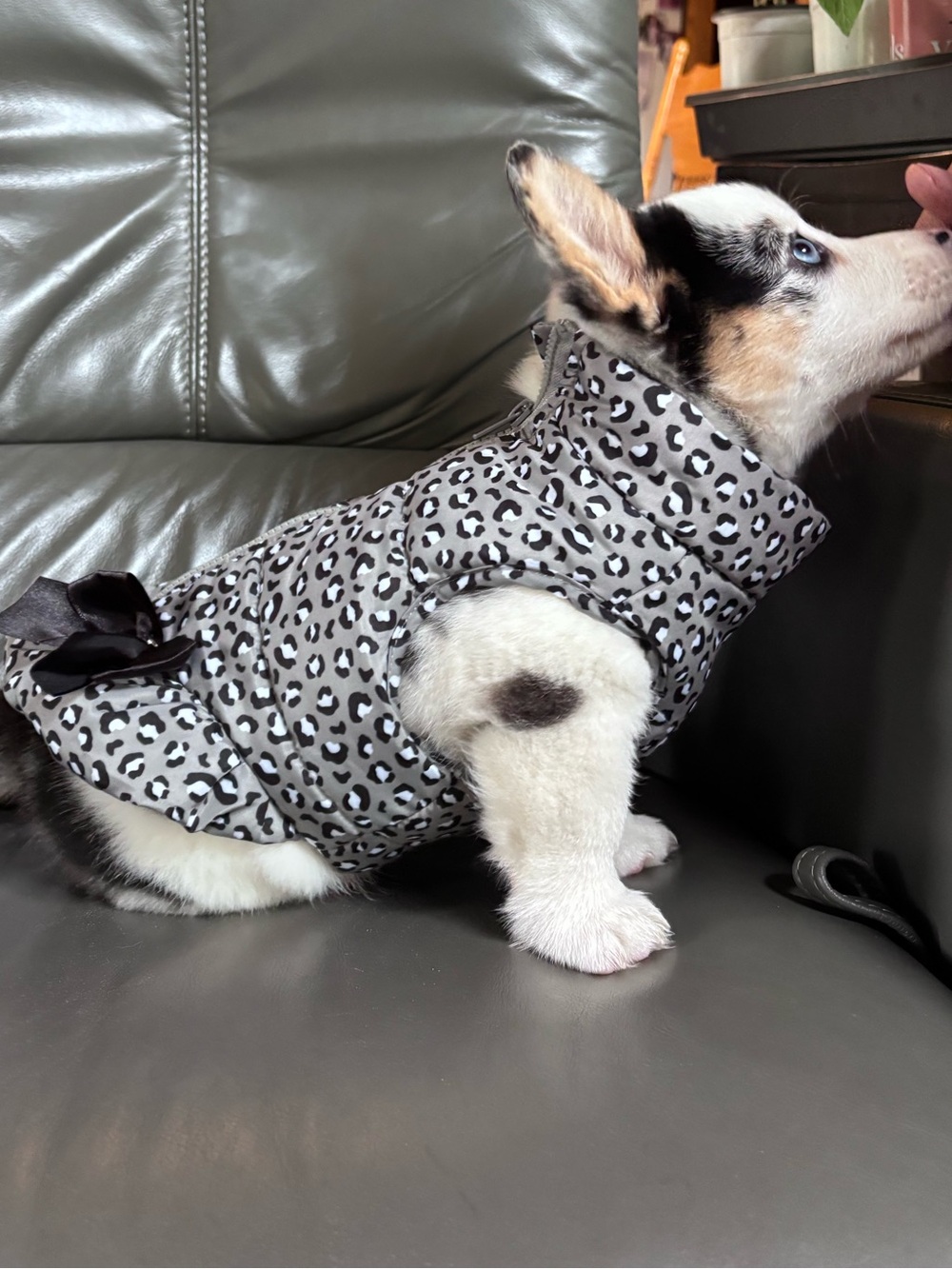 Pup crew small Dog leopard print Puffer Jacket with bow